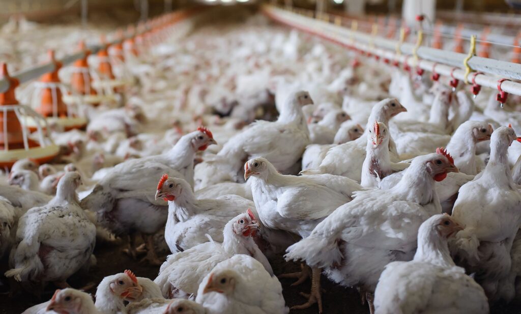 Poultry Farming Enterprise - best business in tamilnadu