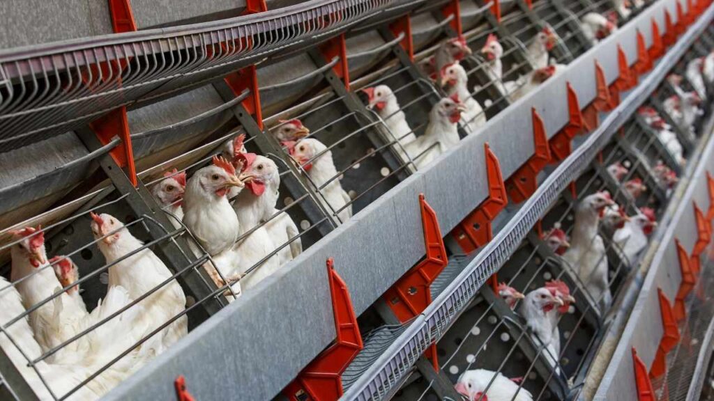 Poultry farming business - Best Business Ideas In Kashmir