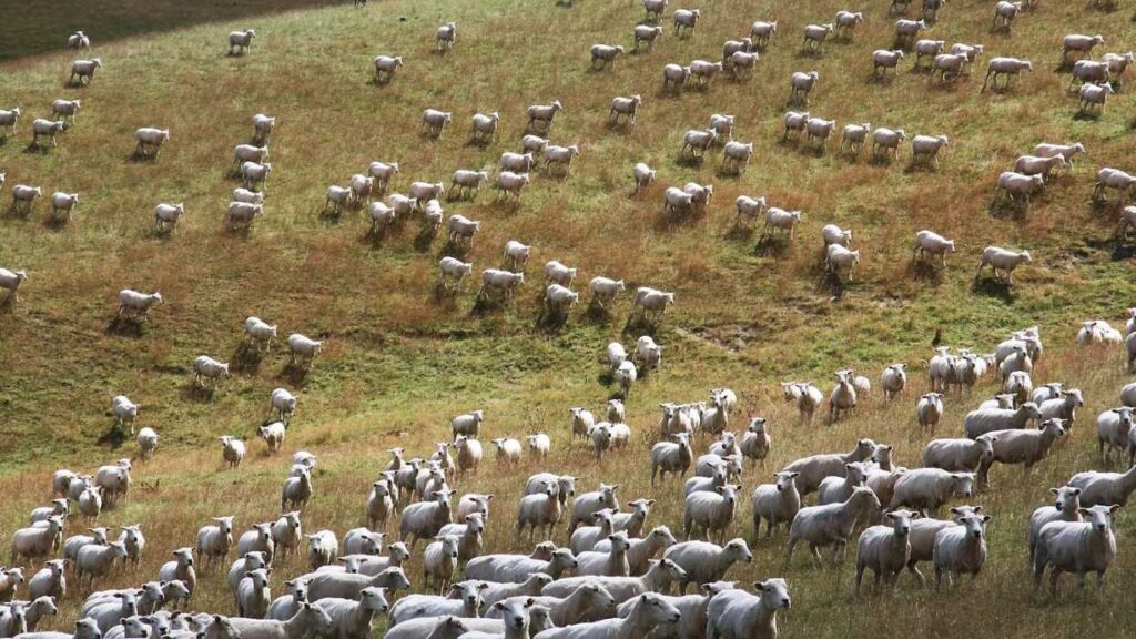 Sheep farming - best business ideas in kashmir