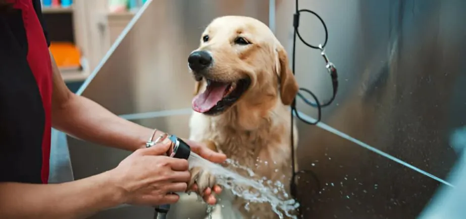 Pet Care Services - Business Ideas In Delhi