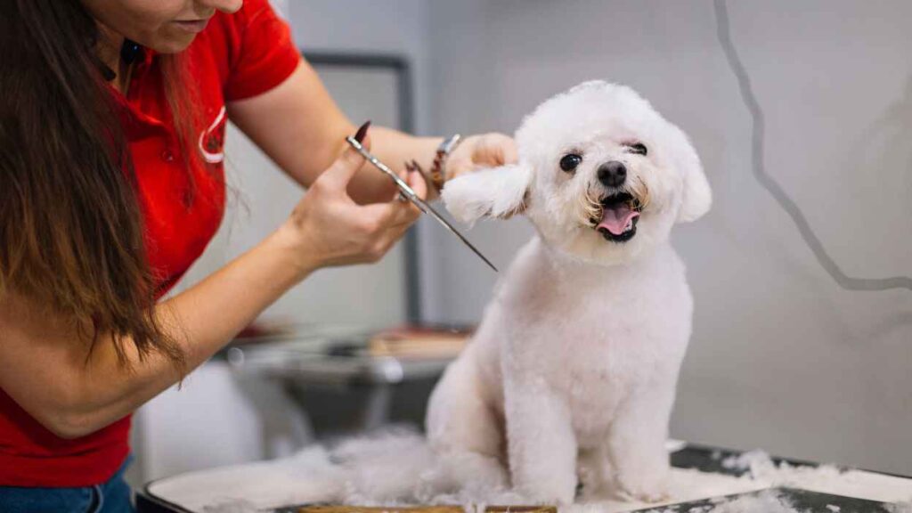 Pet Grooming - Best Business Ideas In Pune